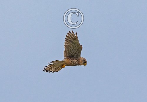 Kestrel Hovering DM1871